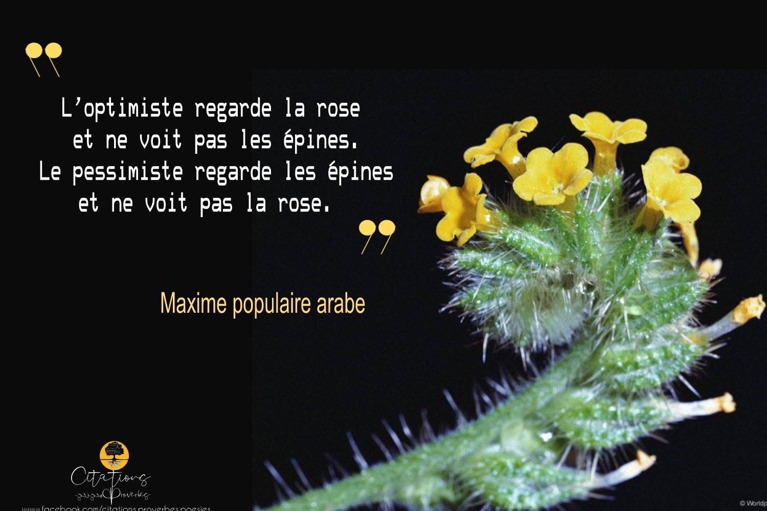 L Optimiste Regarde La Rose Et Ne Voit Pas Les Epines Le Pessimiste Regarde Les Epines Et Ne Voit Pas La Rose Citations Proverbes Et Poesies