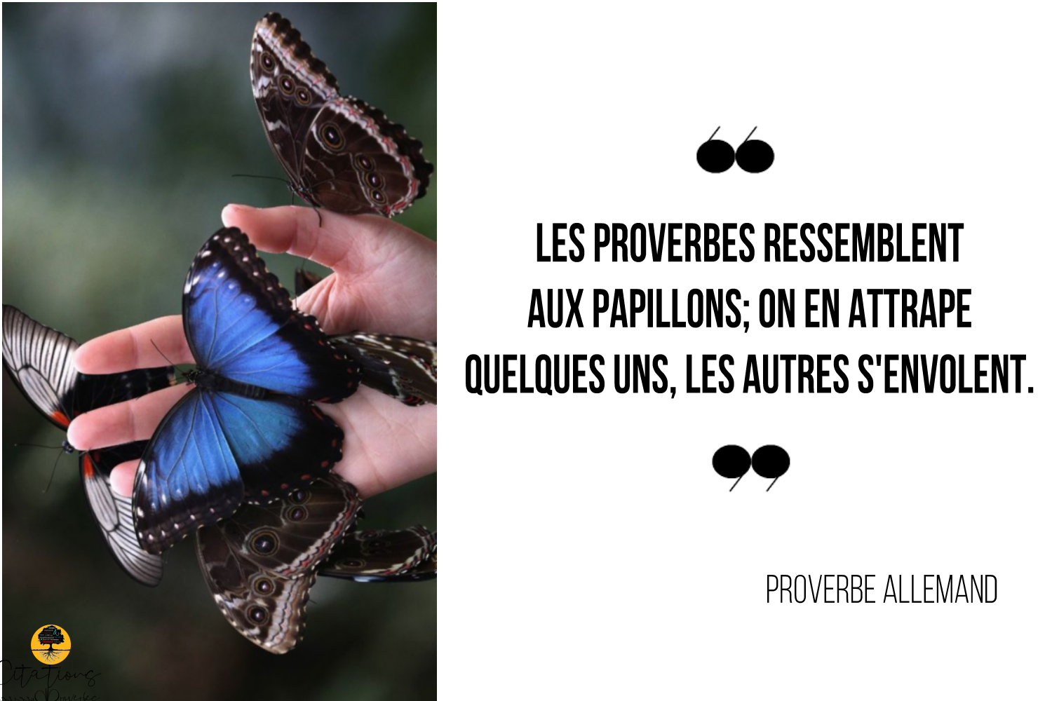 Les Proverbes Ressemblent Aux Papillons On En Attrape Quelques Uns Les Autres S Envolent Citations Proverbes Et Poesies