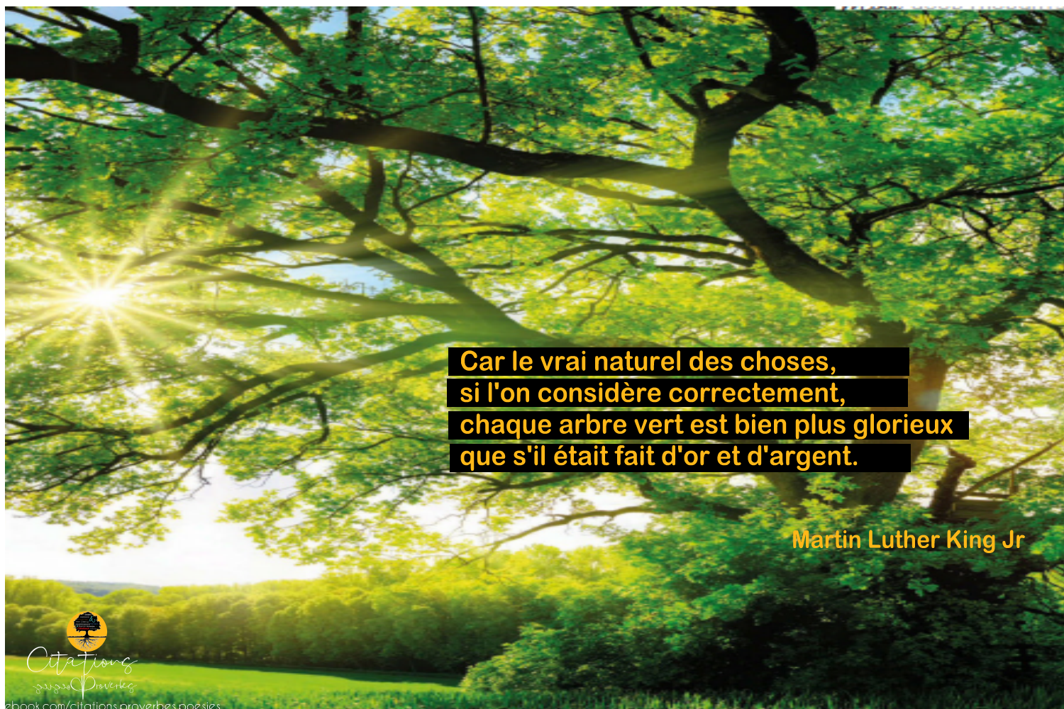 Citation De Martin Luther King Sur L Arbre Citations Proverbes Et Poesies